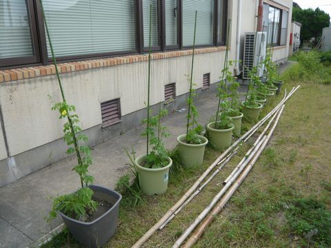 グリーンカーテン作戦開始