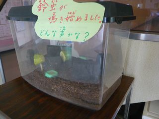 スズムシ