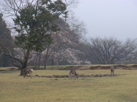 春日野の鹿について説明