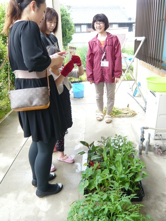 種植え