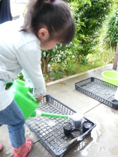 水やり