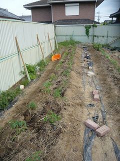 植え付け完了