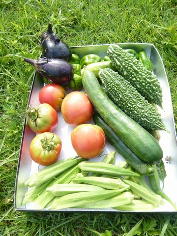 収穫した野菜