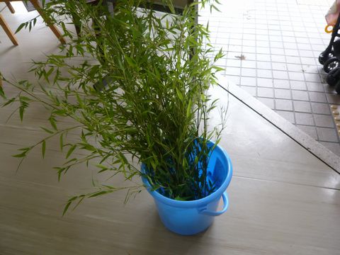 6月4・笹