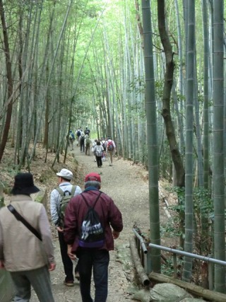 竹林写真