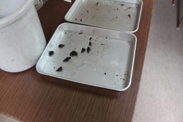 川の生物