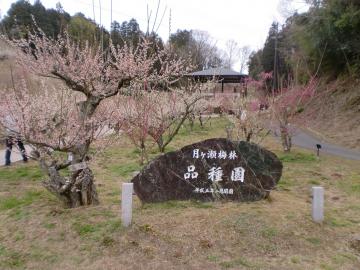 品種園