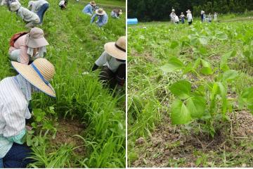 雑草取り