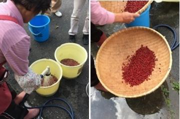 小豆を洗います
