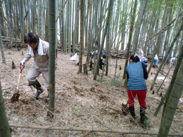 竹林