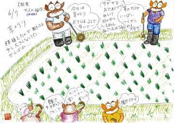 草刈り作業