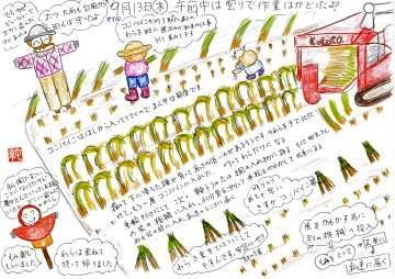 コンバインで稲刈り