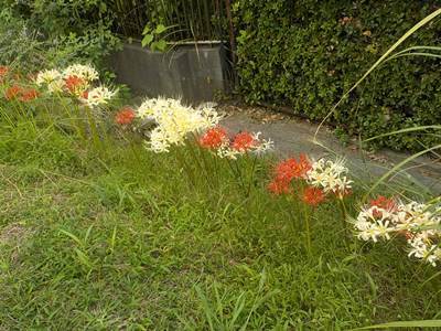 彼岸花の写真