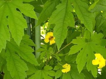 ゴーヤの花に蜂（昨年度）