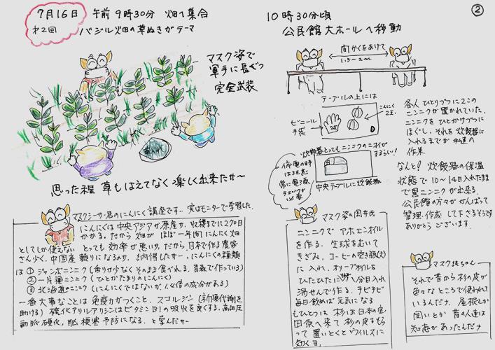 バジルの植え付けとにんにくの収穫