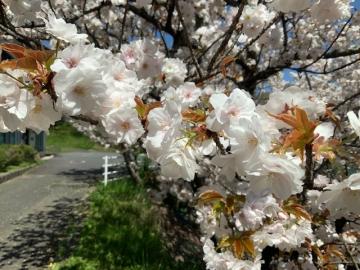 八重桜