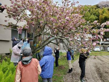 桜の木の下