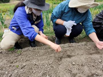 赤紫蘇の植付け