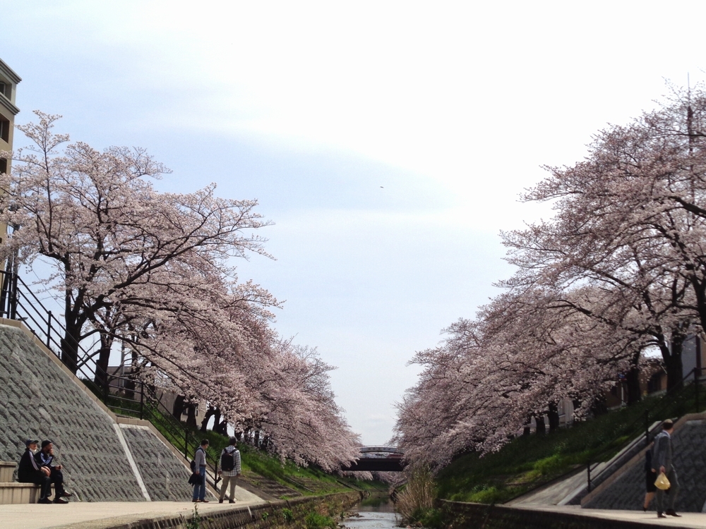 佐保川の桜