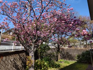 満開の桜