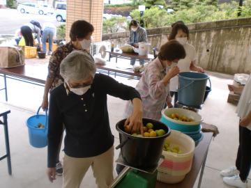 梅の実をはかる