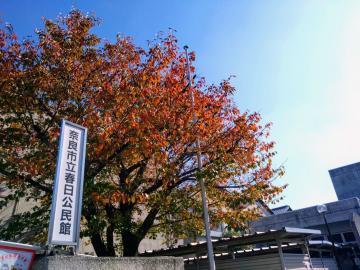 紅葉
