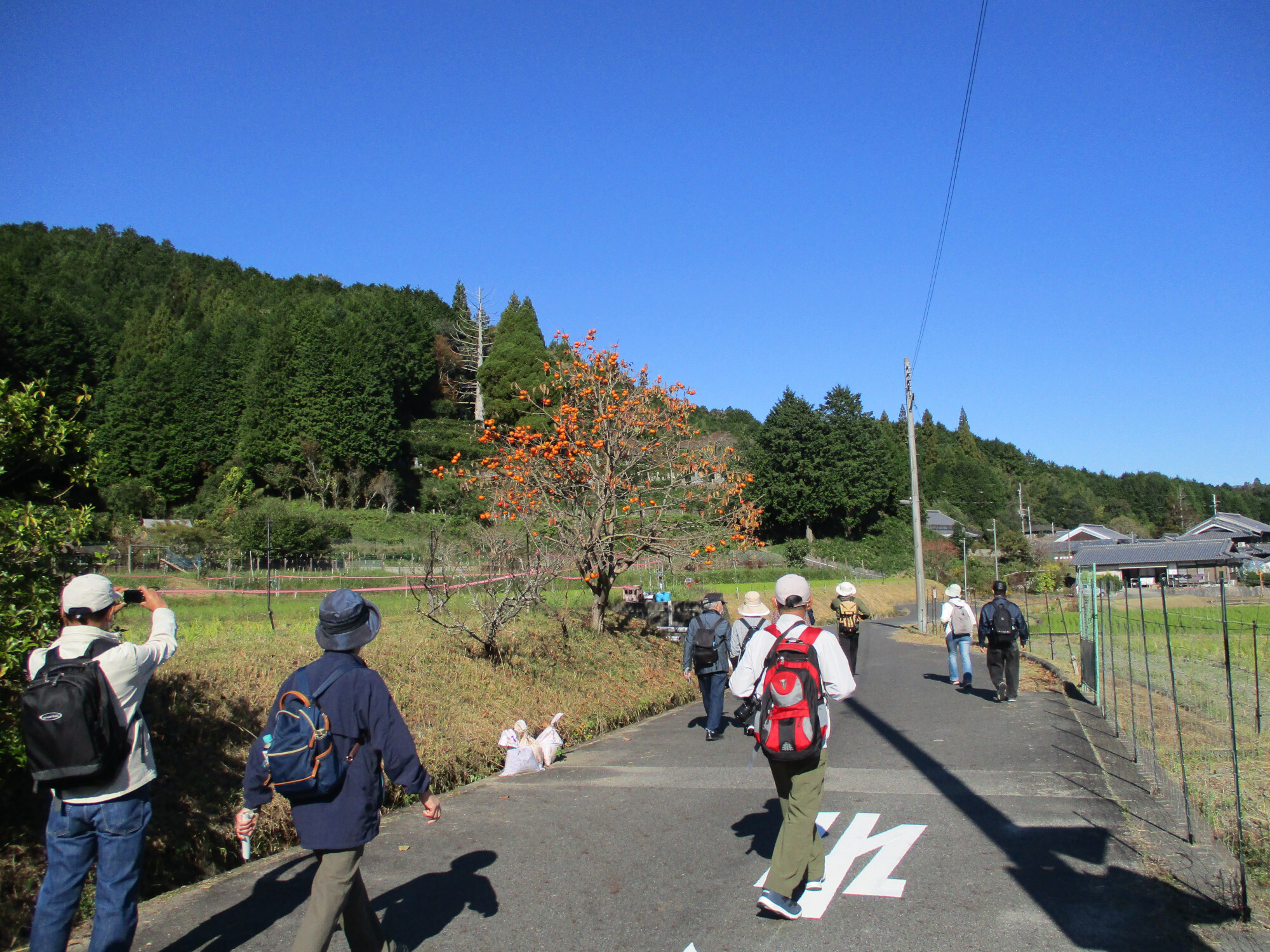 十兵衛杉
