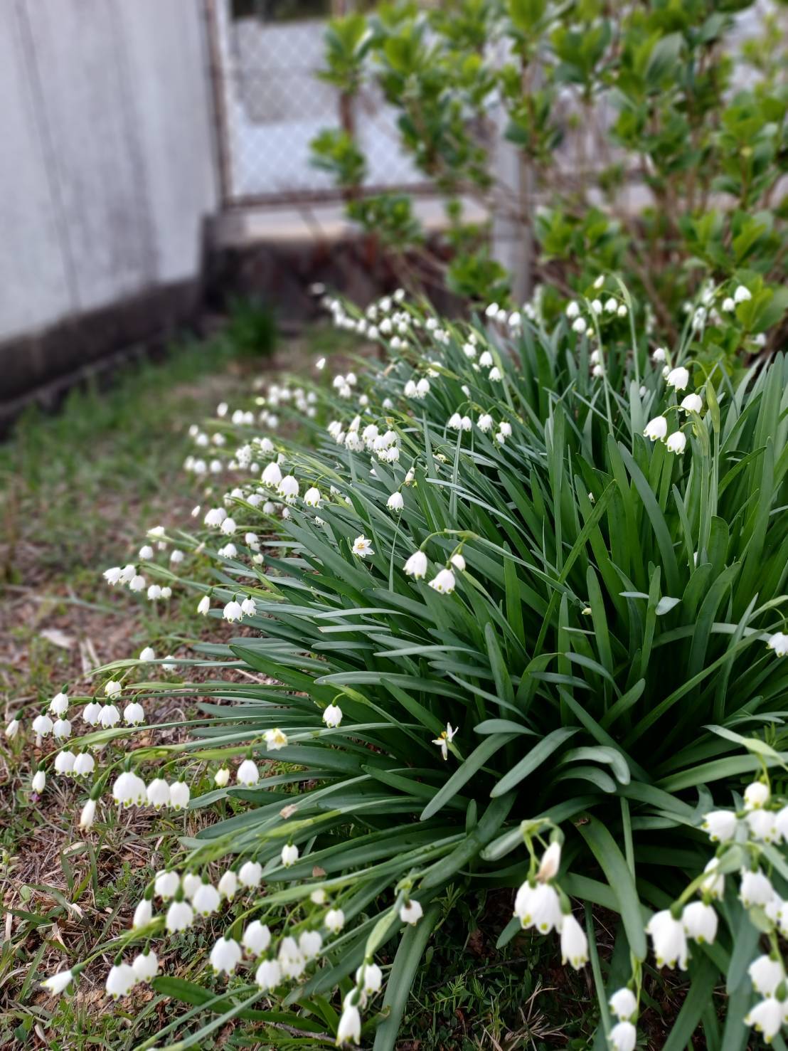 花の写真2