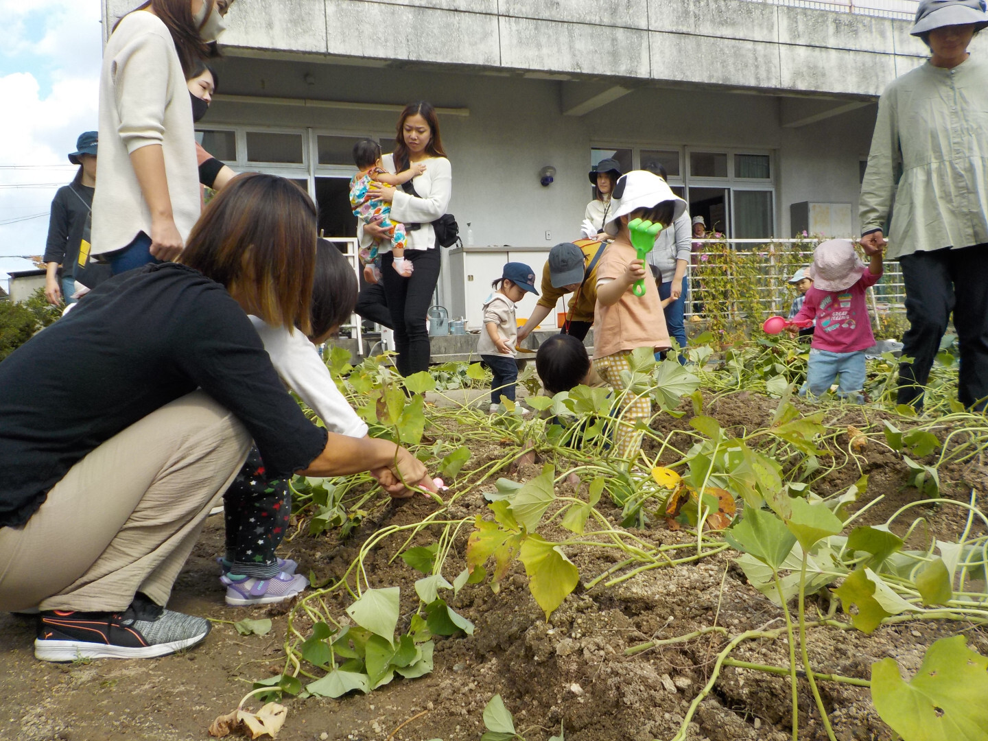 さつま芋の収穫