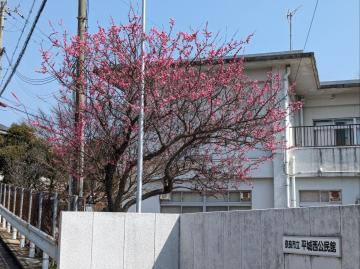 写真:うめ