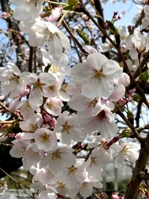 桜