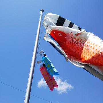 こいのぼりの写真