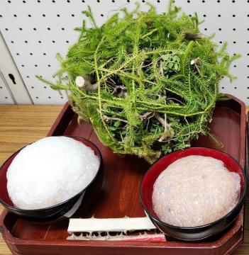 ねはんこの写真