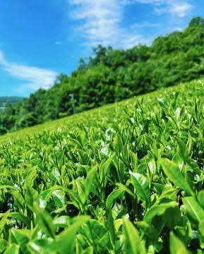 月ヶ瀬の茶畑